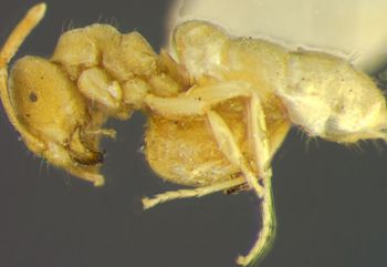 Media type: image; Entomology 30142   Aspect: habitus lateral view